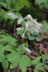 Actaea dahurica