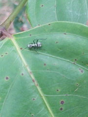 Polyrhachis cupreata