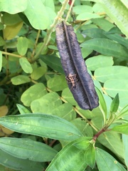 Riptortus linearis
