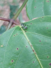 Polyrhachis cupreata