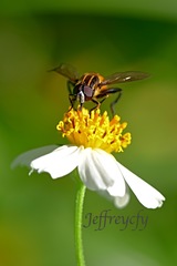 Mesembrius bengalensis