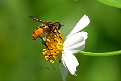 Mesembrius bengalensis