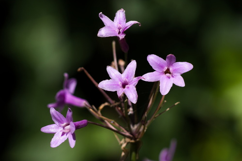 Tulbaghia violacea