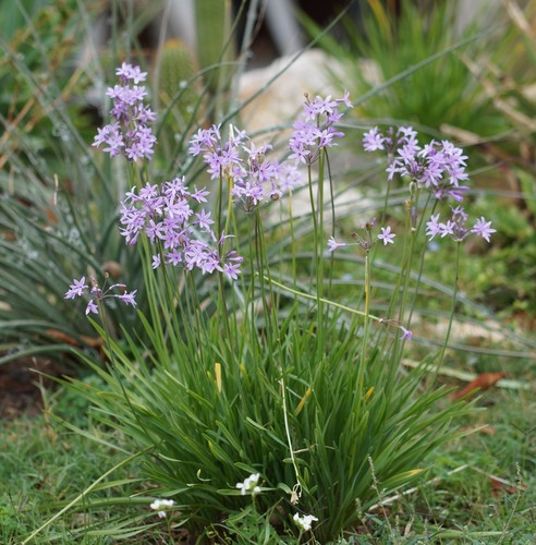 Tulbaghia violacea