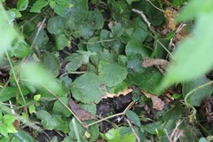 Chrysosplenium pilosum