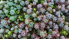 Sedum hispanicum