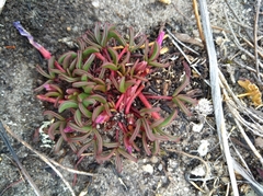 Oxalis stokoei