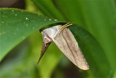 Oxyodes scrobiculata