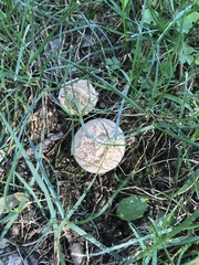 Lycoperdon marginatum