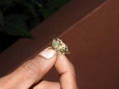 Raorchestes anili