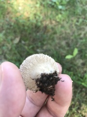 Lycoperdon marginatum