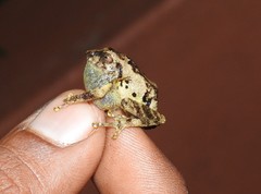 Raorchestes anili