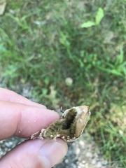 Lycoperdon marginatum