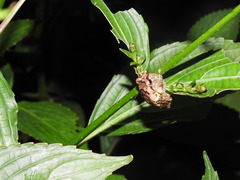 Raorchestes anili