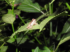 Raorchestes anili