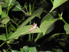 Raorchestes anili