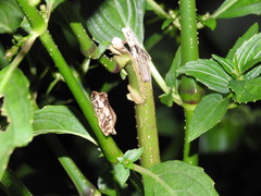 Raorchestes anili