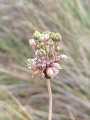 Allium oleraceum