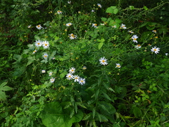 Aster incisus