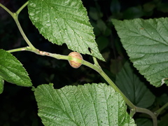 Lasioptera rubi