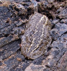 Phyllocaulis soleiformis