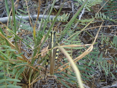 Schistocerca albolineata