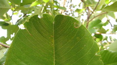 Pterocarpus santalinus