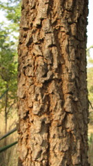 Pterocarpus santalinus