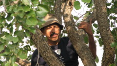 Pterocarpus santalinus