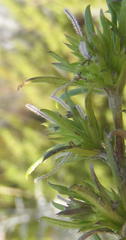 Carpacoce
