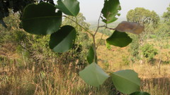 Pterocarpus santalinus