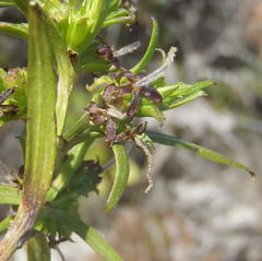 Carpacoce