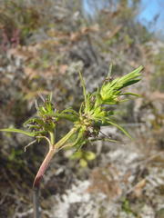Carpacoce