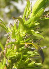 Carpacoce