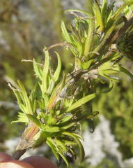 Carpacoce