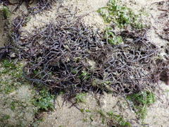 Chondracanthus acicularis