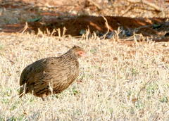 Pternistis swainsonii swainsonii