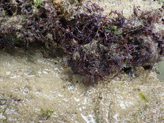 Chondracanthus acicularis