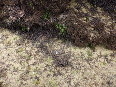 Chondracanthus acicularis