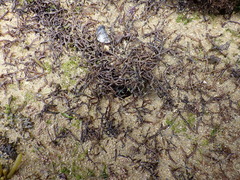 Chondracanthus acicularis