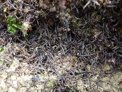 Chondracanthus acicularis