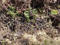 Chondracanthus acicularis