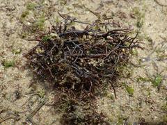 Chondracanthus acicularis