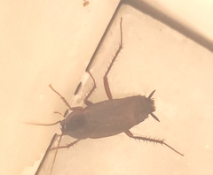 Blatta orientalis