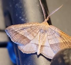 Metarranthis obfirmaria