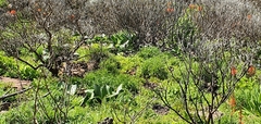 Haemanthus