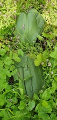 Haemanthus