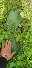 Haemanthus