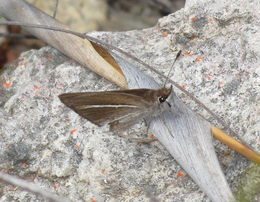 Tulbagh Sylph