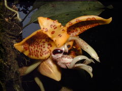 Stanhopea costaricensis